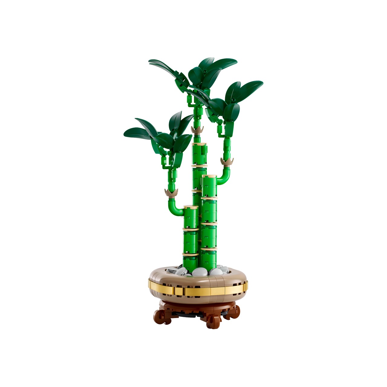 Lucky Bamboo