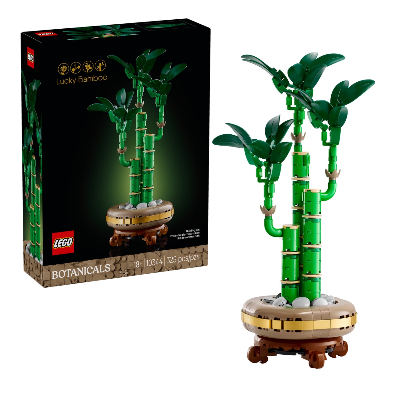 Lucky Bamboo
