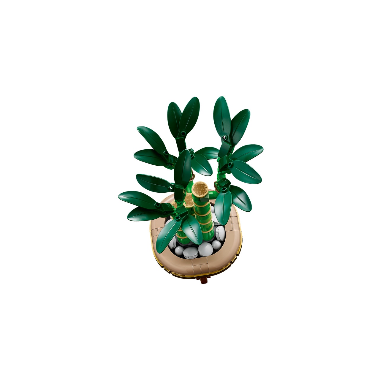 Lucky Bamboo