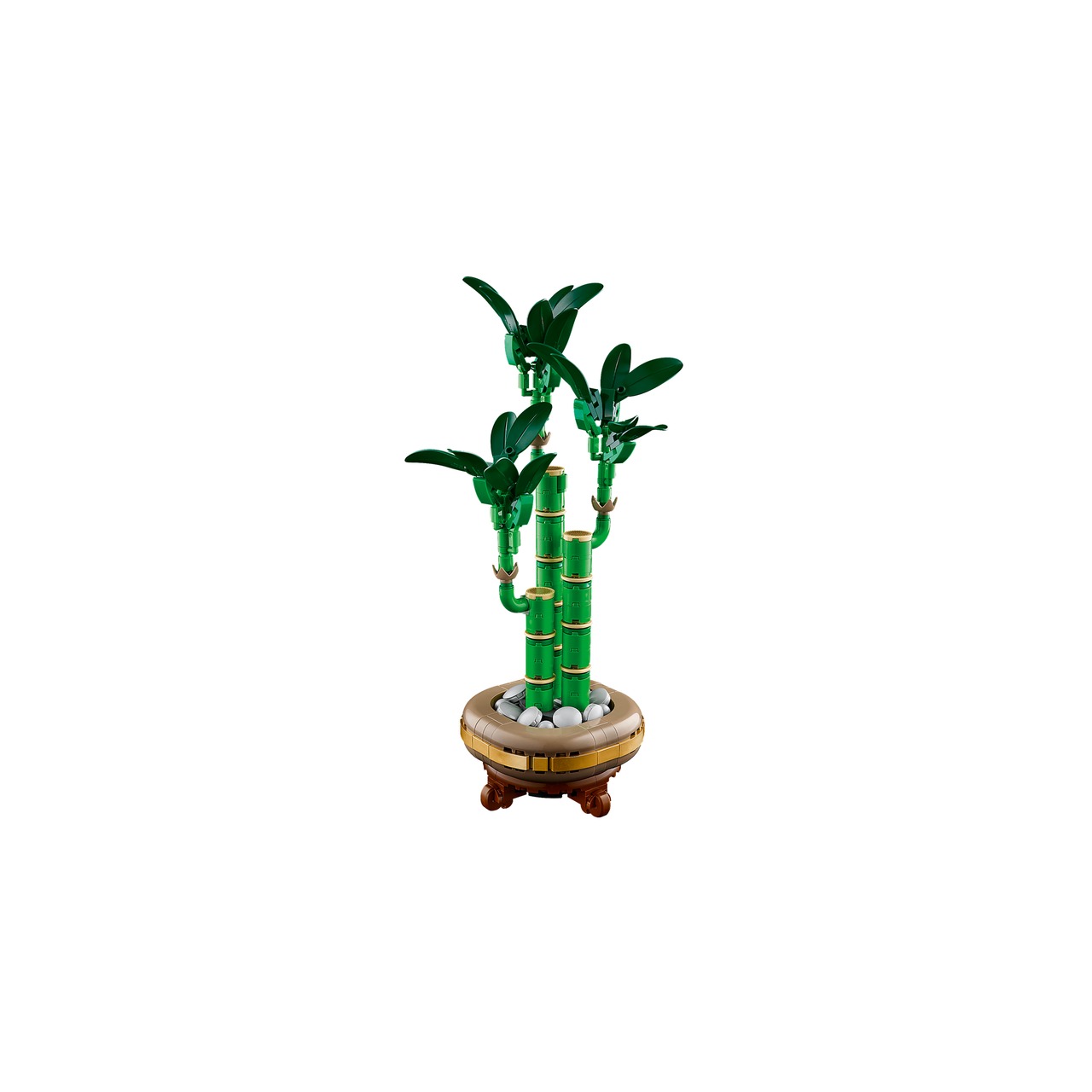 Lucky Bamboo