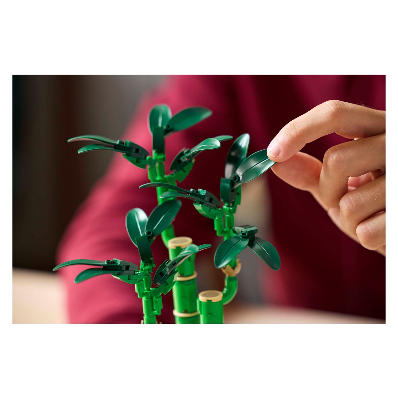 Lucky Bamboo